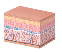 Aging Process Cocera