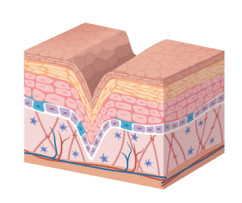 50 Aging Process Cocera